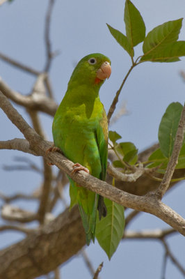 Orange-chinned Parakeet