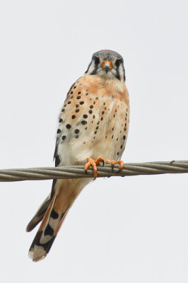 American Kestrel