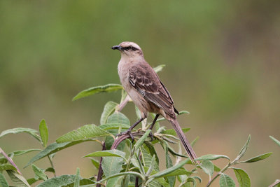 Chalk-browed Mockingbird 