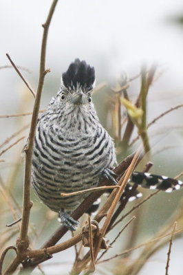Barred Antstrike