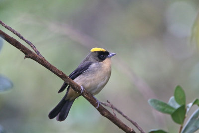 Black-goggled Tanager 