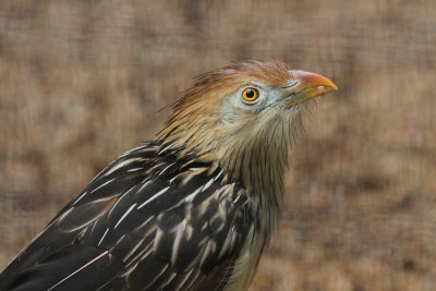 Guira Cuckoo 