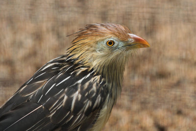 Guira Cuckoo