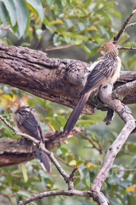 Guira Cuckoo 