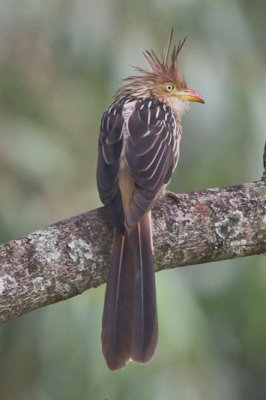 Guira Cuckoo 