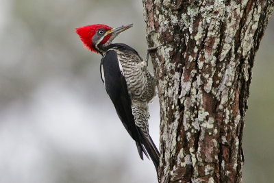 Lineated Woodpecker 