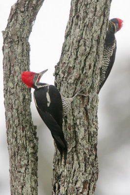 Lineated Woodpecker 