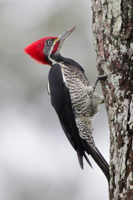 Lineated Woodpecker
