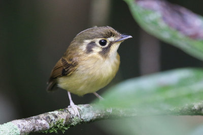 White-throated Spadebill