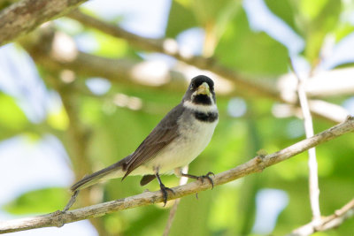 Doubled-collared Seedeater