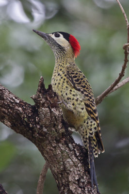 Green-barred Woodpecker 