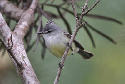 White-crested Tyrannulet