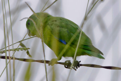 Blue-winged Parrotlet 