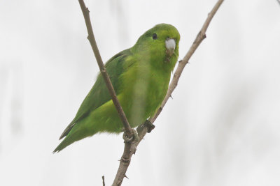 Blue-winged Parrotlet 