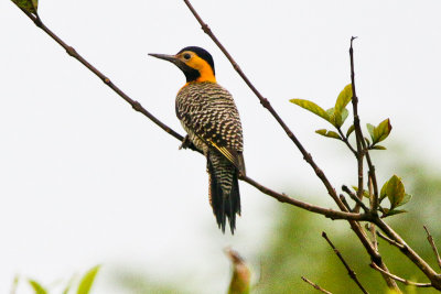 Campo Flicker 