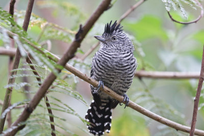 Barred Antstrike