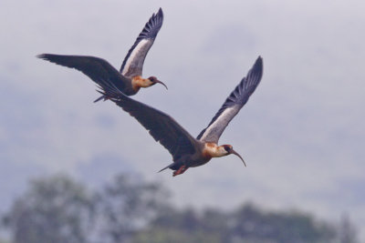 Buff-necked Ibis 