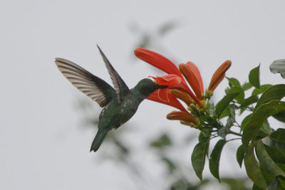 Stripe-breasted Starthroat 