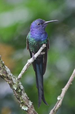 Swallow-tailed Hummingbird