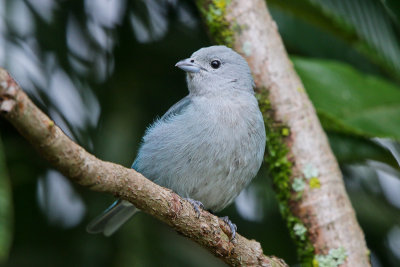 Sayaca Tanager