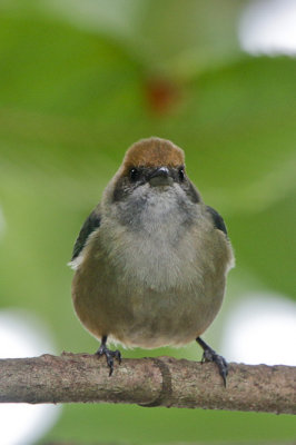 Black-goggled Tanager