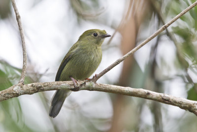 Helmeted Manakin