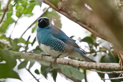 Swallow Tanager