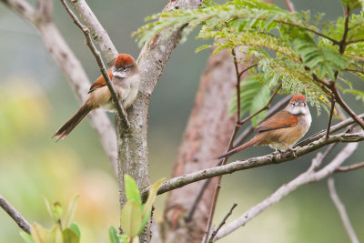 Pale-breasted Spinetail