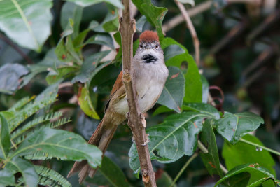 Pale-breasted Spinetail