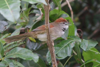 Pale-breasted Spinetail 