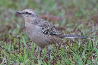 Chalk-browded Mockingbird