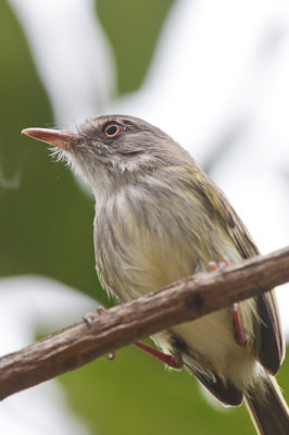 Pearly-vented Tody-tyrant 