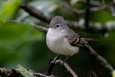 Southern-beardless Tyrannulet