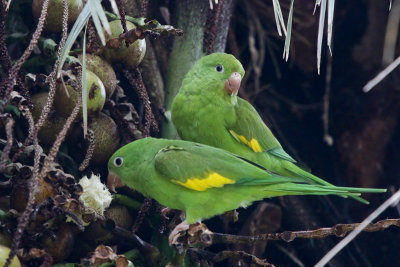 Yellow-chevroned Parakeet 