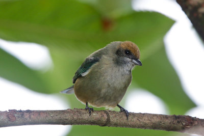 Black-goggled Tanager 