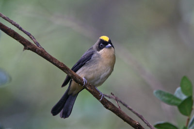 Black-goggled Tanager