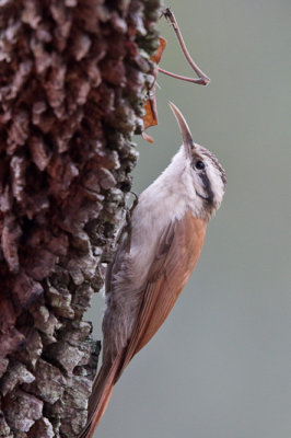 Narrow-billed Woodcreeper