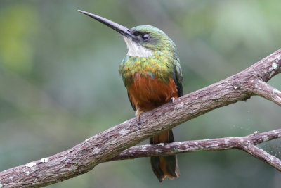 Rufous-tailed Jacamar