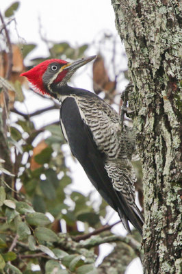 Lineated Woodpecker