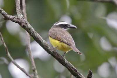 Boat-billed Flycatcher