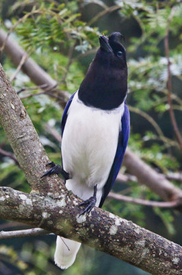 Curl-crested Jay 