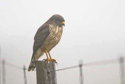 Roadside Hawk