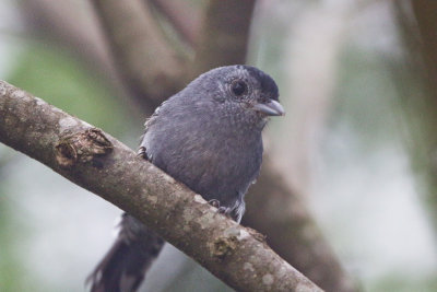 Variable Antshrike