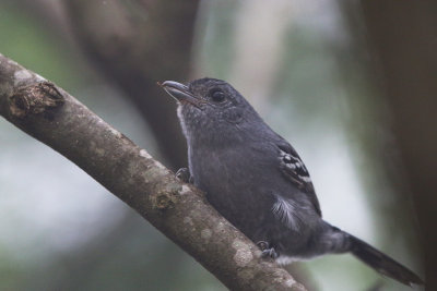 Variable Antshrike