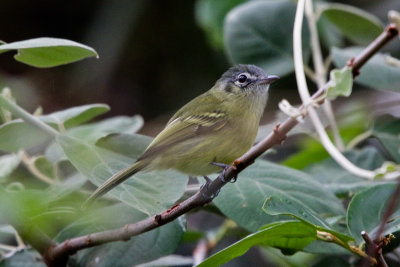 Yellow-olive Flycatcher or Flatbill