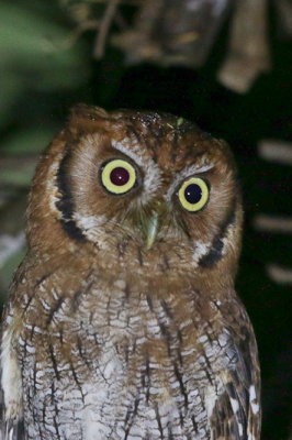 Tropical Screech-Owl