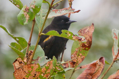 Variable Oriole