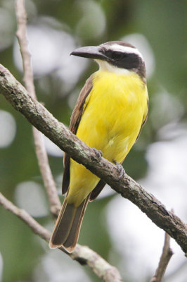 Boat-billed Flycatche