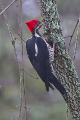 Lineated Woodpecker