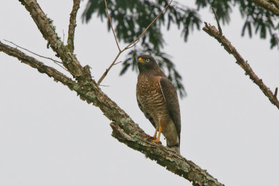 Roadside Hawk